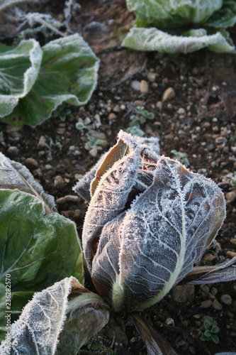 Frost on italian radicchio cultivation in winter. Salad plant in the winter garden at sunset

