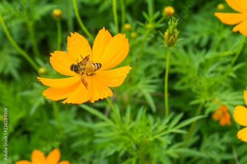 Bee sucking nectar from yellow cosmos,isolated,macro,turn back