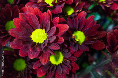 Red mum flowers have green pollen in vase at flower market,beautiful background,for worship holy object and celebration,chrysanthemum