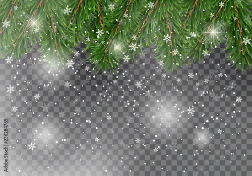 Christmas fir tree branches on transparent background with falling snow. New Year design for cards, banners, flyers, party posters, headers.