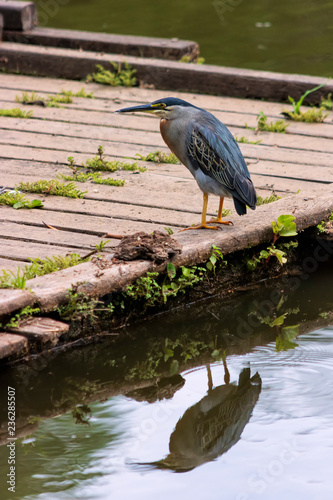 Socozinho, Striated Heron (Butorides Striata) photo