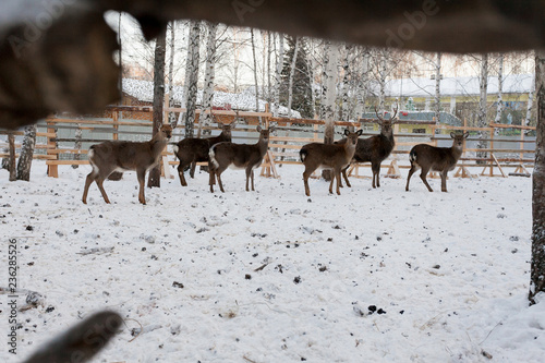 deer in a cage in winter