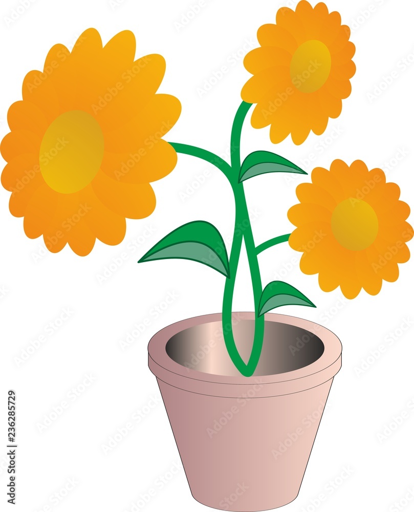 Obraz premium maceta