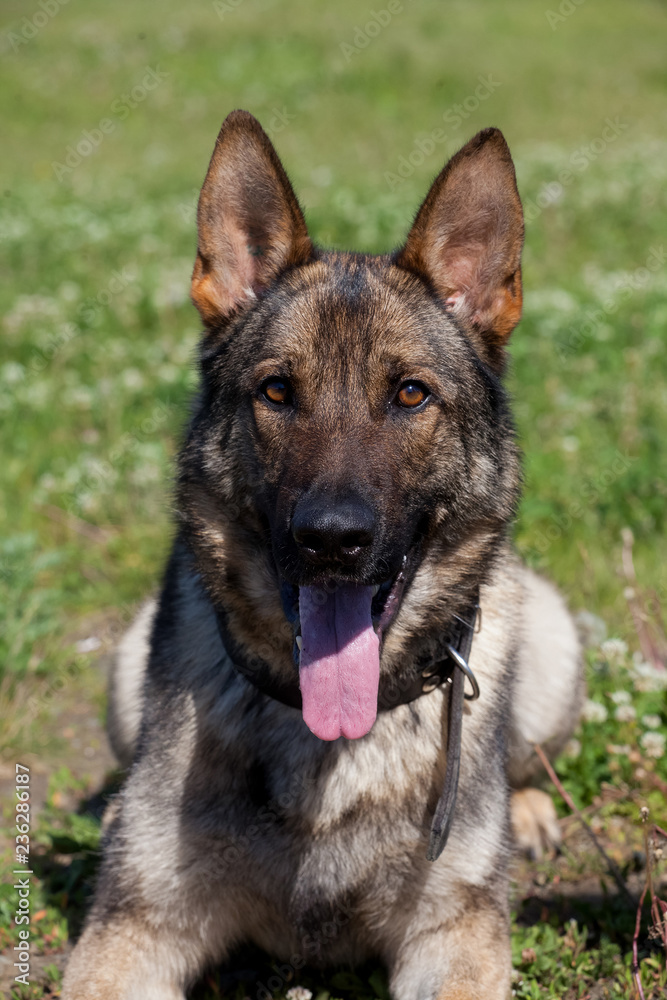 Portrait of  dog of  breed of German Shepherd in profil on  background of green grass