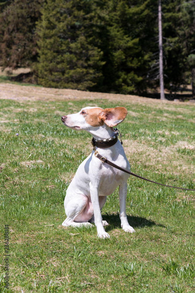 Ohren auf Durchzug-Jagdhund im Wind Stock Photo | Adobe Stock