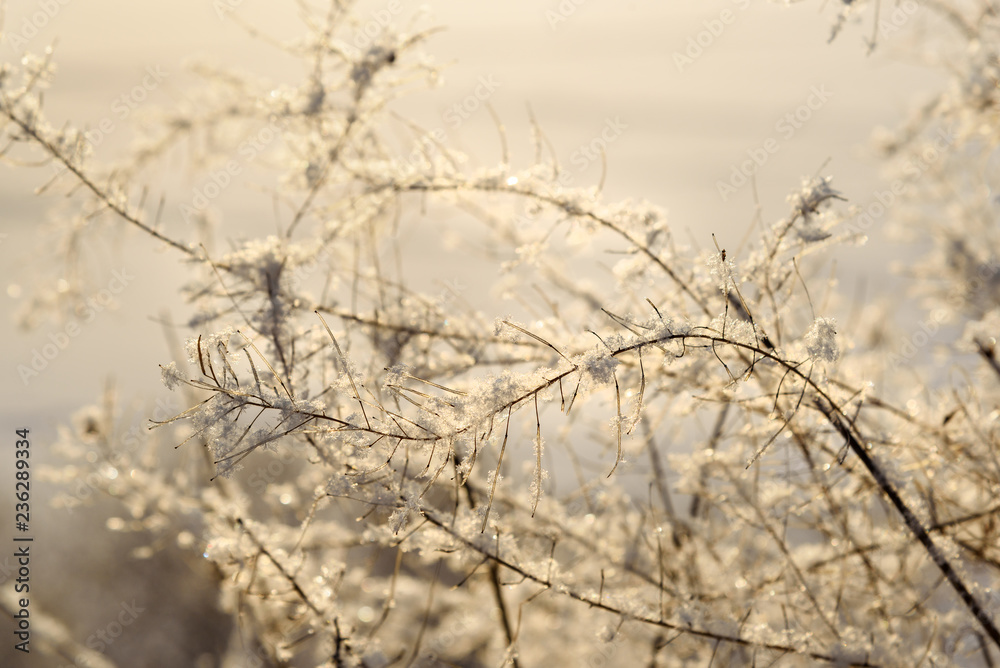 Frozen dry plants in winter