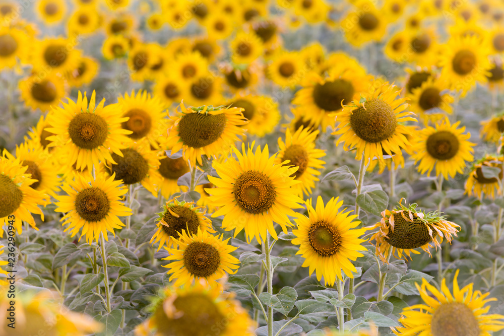 Full bloom sunflower field selective focused Full bloom sunflower field selective focused