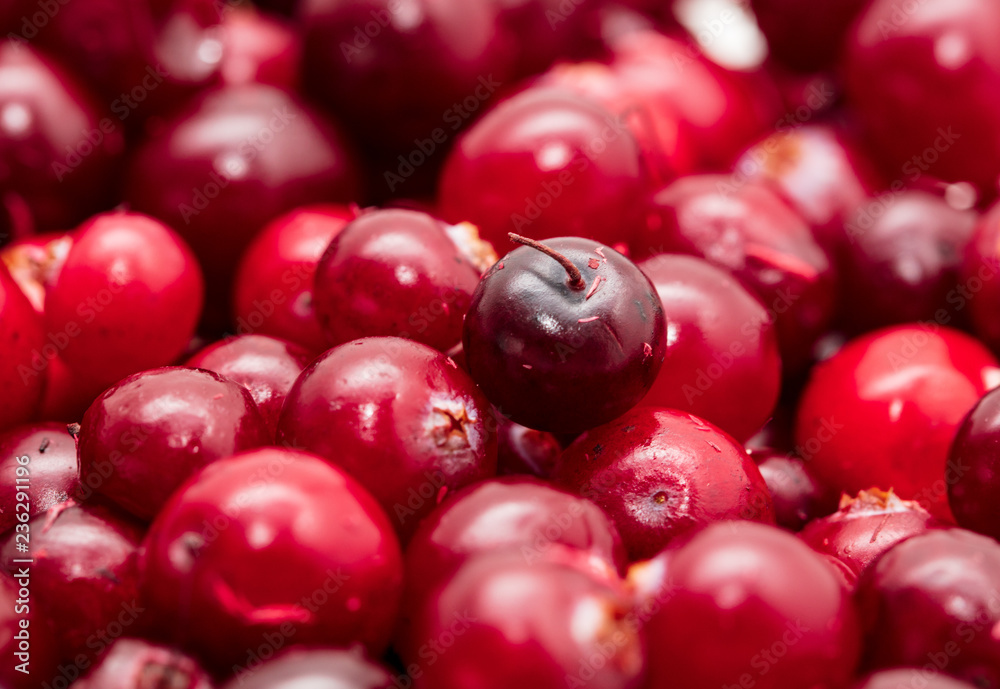 Red cranberry berries as a background Red cranberry berries as a background