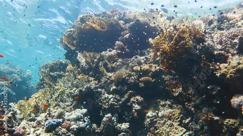 Wallpaper Mural School of tropical fish in a colorful coral reef with water surface in background, Red sea, Egypt. Full HD underwater footage. Torontodigital.ca