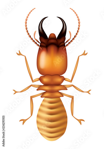 illustration termite, vector