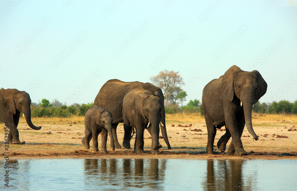 Fototapeta premium Family herd of African Elephants (Africana Loxodonta) strolling along the edge of a waterhole in Makololo plains, Hwange National Park, Zimbabwe against a pale blue hazy sky.