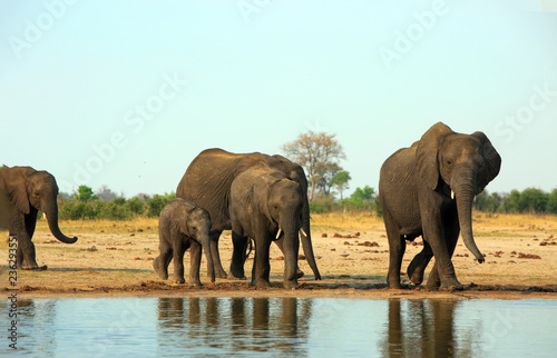 Family herd of African Elephants (Africana Loxodonta) strolling along the edge of a waterhole in Makololo plains, Hwange National Park, Zimbabwe against a pale blue hazy sky.