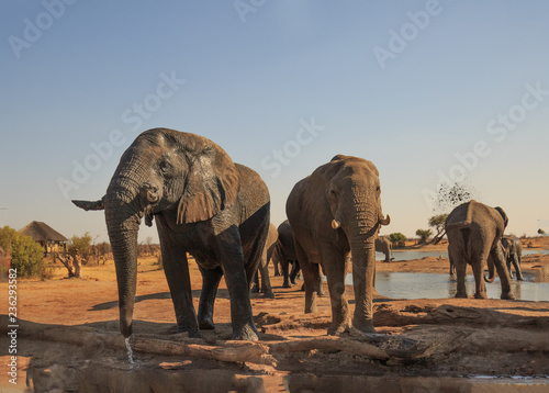 Elephants standing drinking in the grounds of Nehimba Lodge  with a small log pile in the foreground and more elephants and a safari lodge in the distance.  Hwange National Park  Zimbabwe