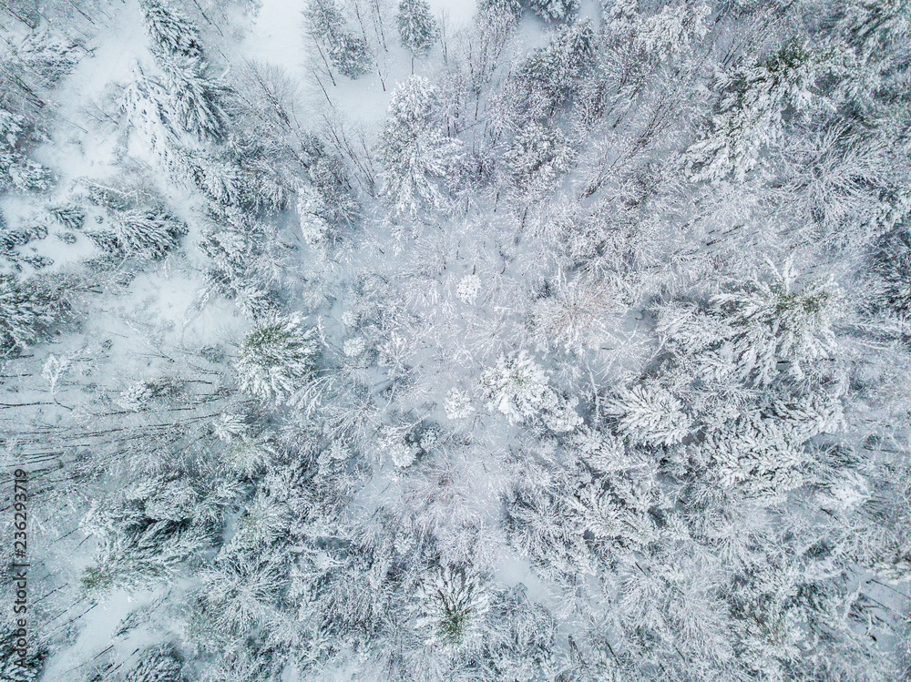 Fototapeta premium Snow covered trees from above