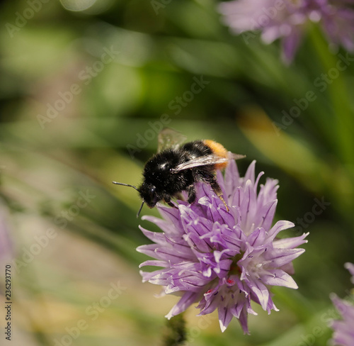 very closeup macro of a black yellow bumble bee in a purple flower in the backyard in the summer