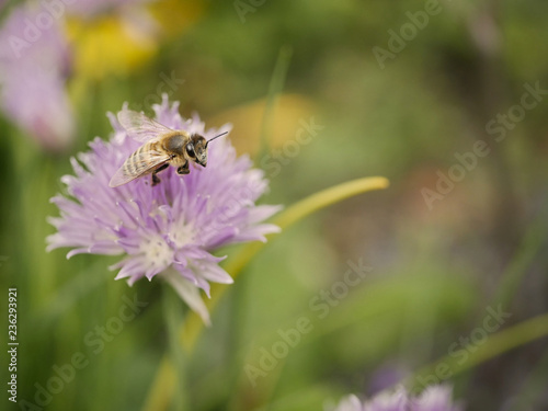 nice macro shot of a honey bee looking into camera before flying away on purple flower in front of green grass © poem4myself