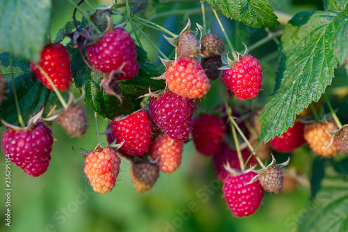 raspberries growing in garden