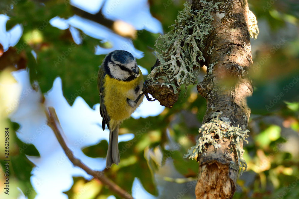 Obraz premium Blaumeise bei der Futtersuche in Schweden