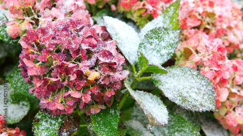 Pink Hortensia flowers in the snowfall. Winter background.