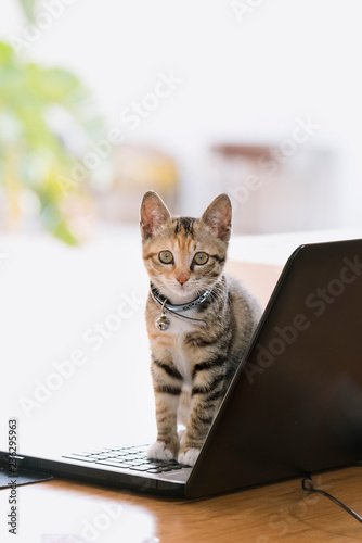 Little cat sits near the laptop in the coffee shop looing at the camera. Dragon-li domesticated in china. 