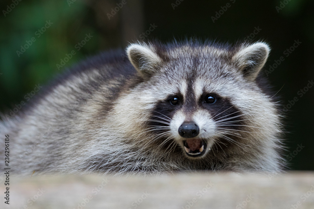 fat raccoon portrait