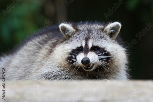 fat raccoon portrait © Mircea Costina