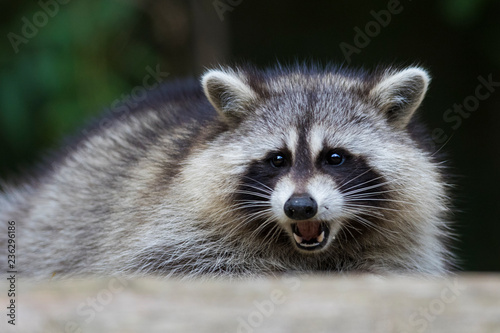 fat raccoon portrait
