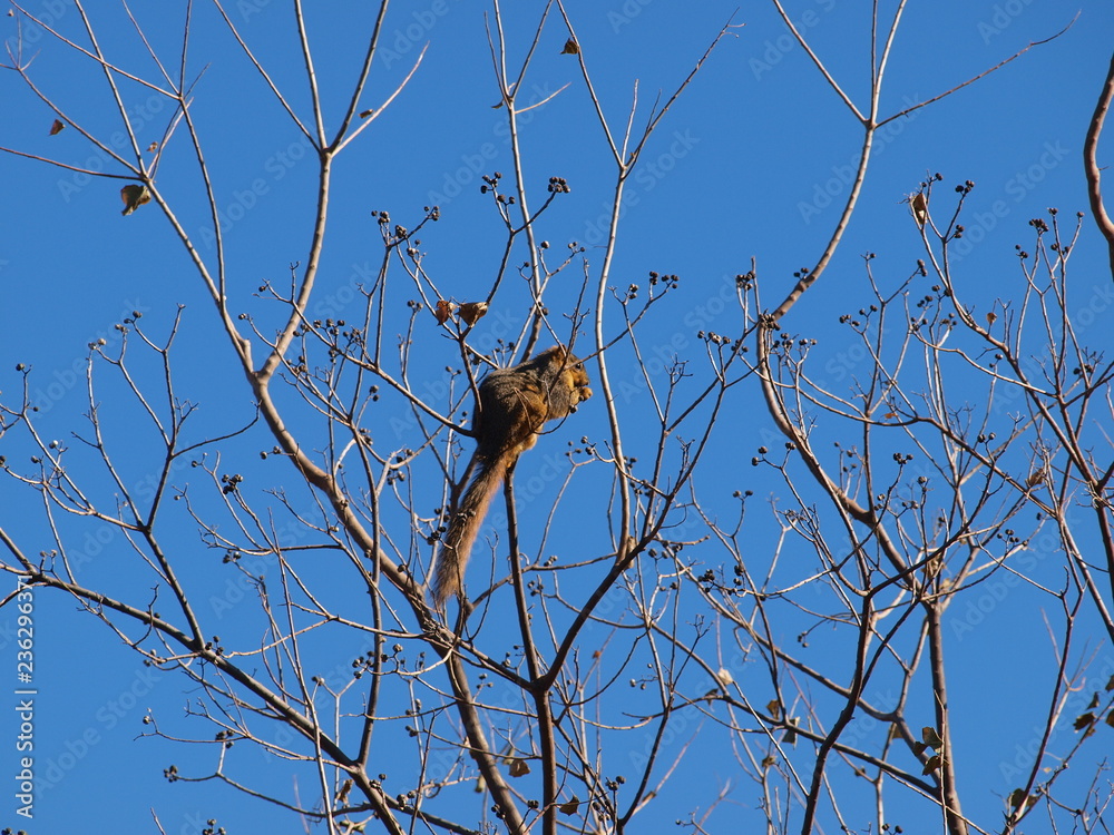 A Red Squirrel eats berries and tender shoot at the very top of a tree. A Red Squirrel eats berries and tender shoot at the very top of a tree.