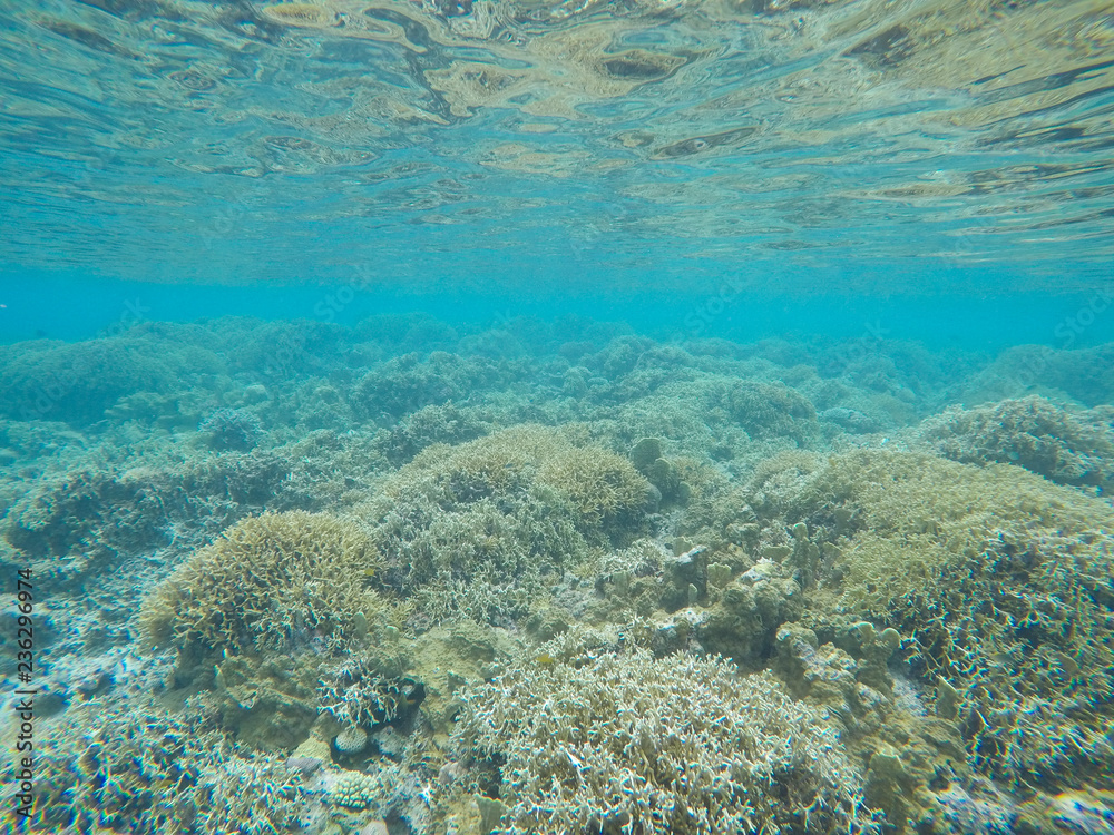 coral reef in sea coral reef in sea