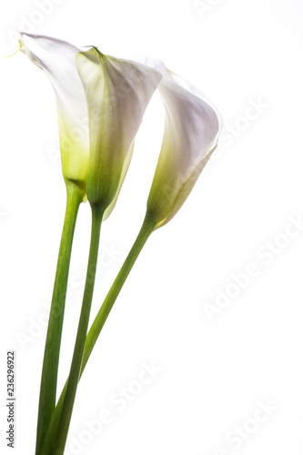 Gentle white flowers callas on a white background with copy space.