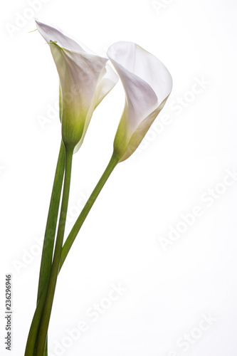 Wondeful white bouquet with callas flowers on a white background, copy space