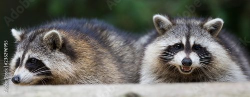 fat raccoon portrait