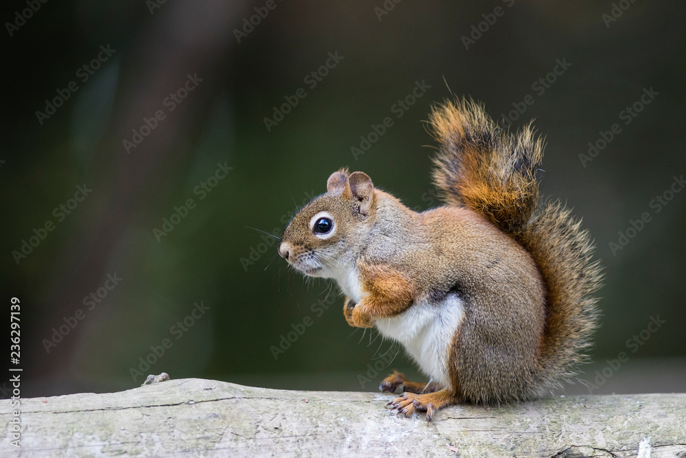 red american squirrel