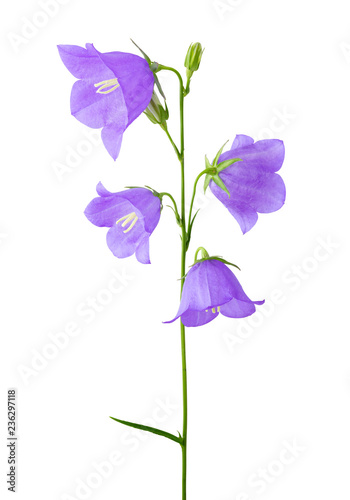 Peach-leaved bellflower, campanula isolated on white background, including clipping path. Germany photo