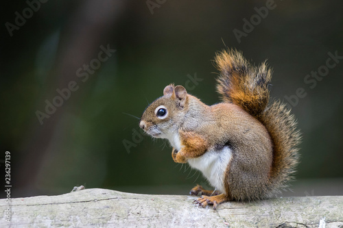 red american squirrel