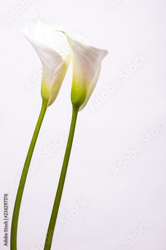 Floral greeting card with gentle callas flowers on a white background with copy space.