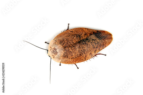 Porzellanschabe (Gyna lurida) - cockroach