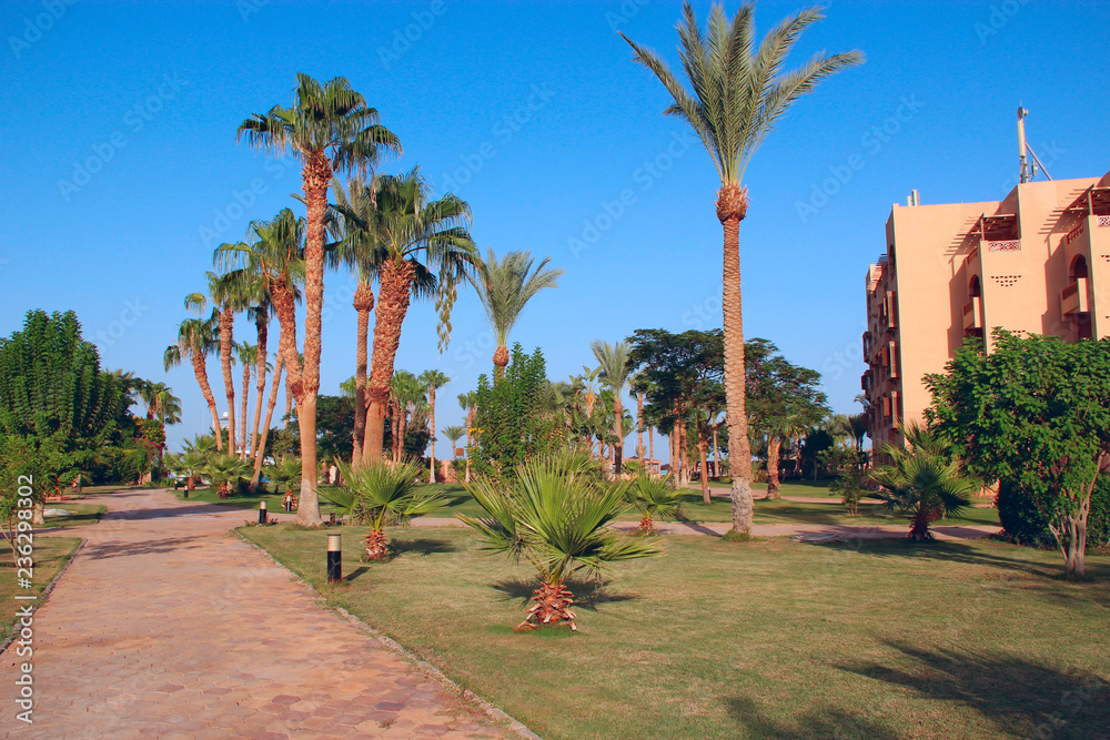Grassy lawn among palm trees at resort in Egypt. Hotel with well-groomed territory