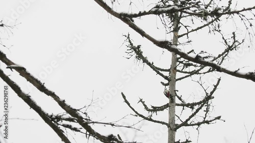 Great spotted woodpecker, Dendrocopos major, knocks on the bark of a tree, extracting edable insects. Bird in winter forest. photo