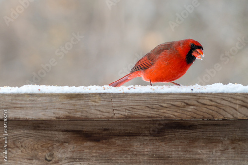 red cardinal on fence © Rob