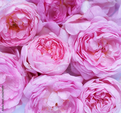 Roses background