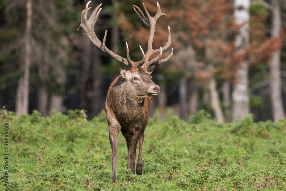 Obraz premium red deer in rut