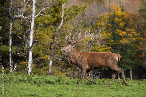 red deer in rut