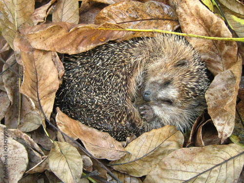 Igel im Herbstlaub
