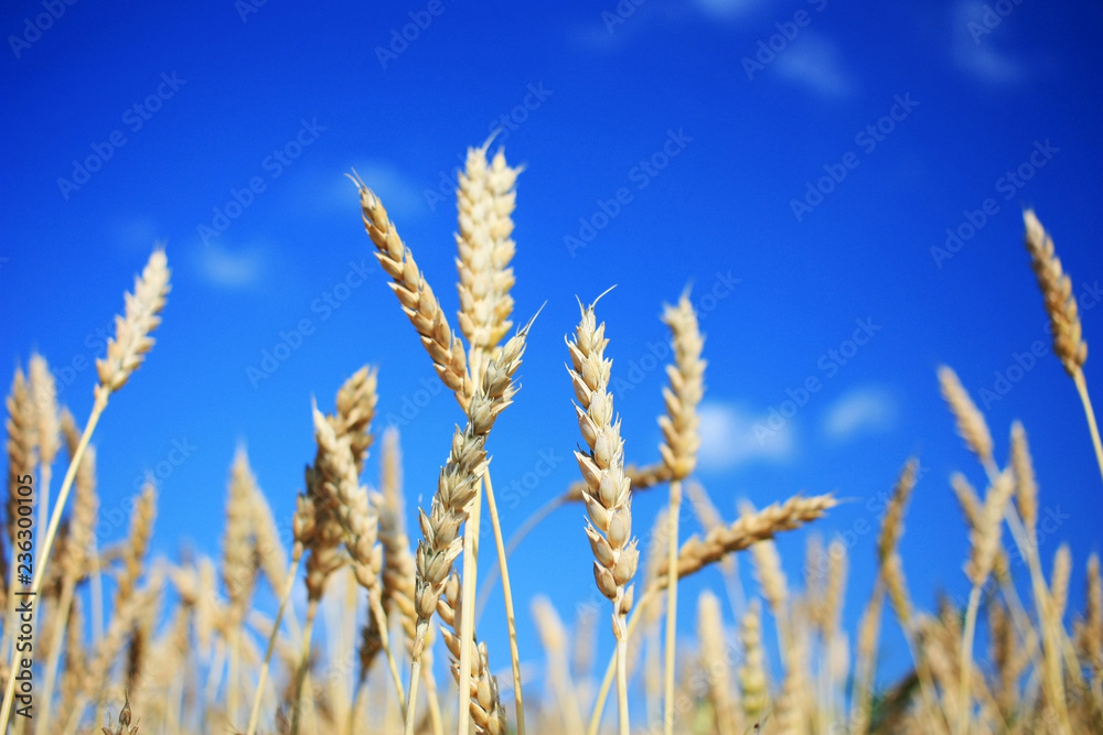 Ripe wheat ears