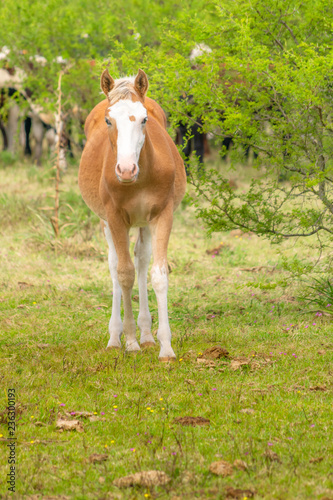 Fototapeta Naklejka Na Ścianę i Meble -  Female Horse Looking Straight at the Camera