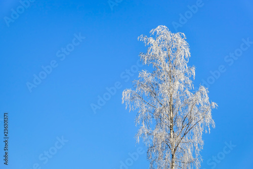 Frosty birch tree. Empty bl...