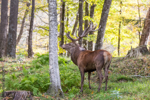 red deer in rut