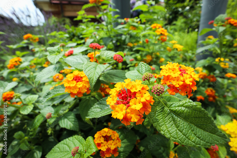 flowers in the garden flowers in the garden