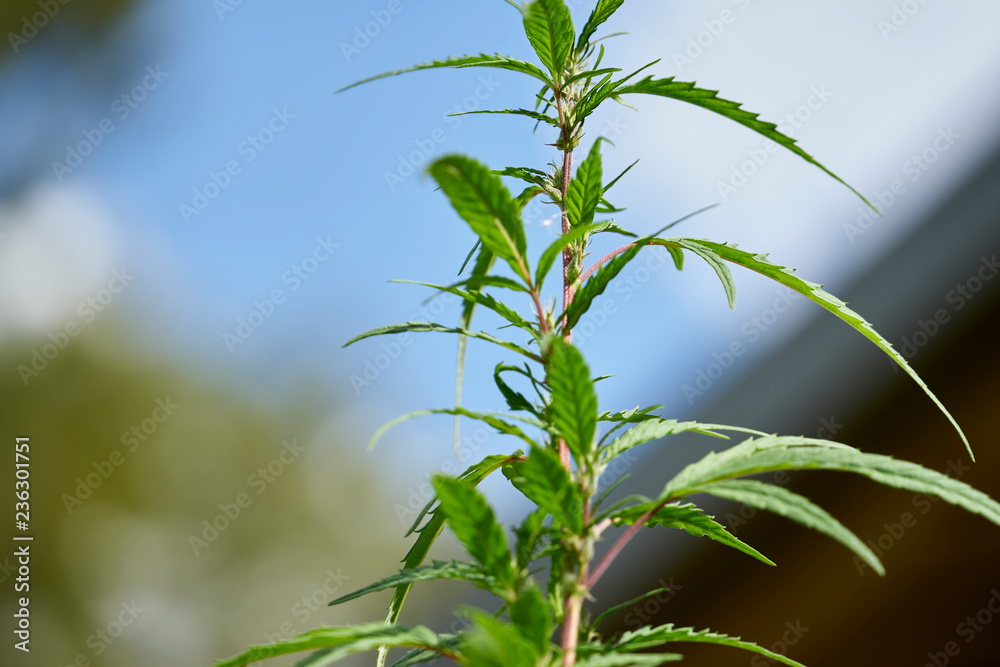 Really young female marijuana plants showing their sex.
